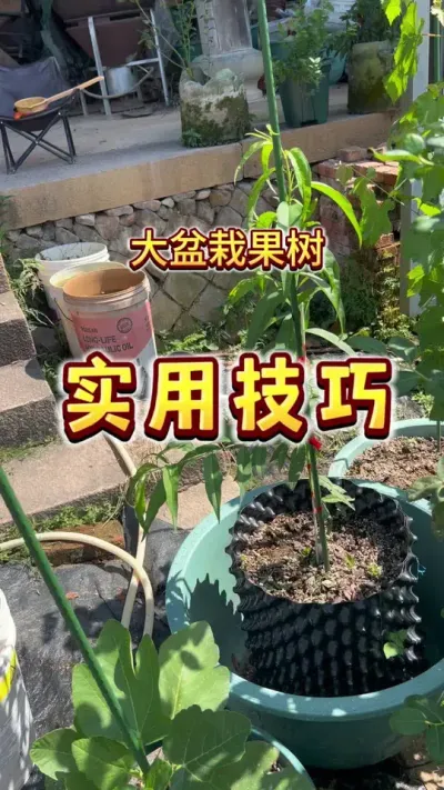 大盆栽果树的一个非常实用的技巧～#种植小技巧 #果树盆栽 #家庭种植 #贝子的盆栽小果园 #三农