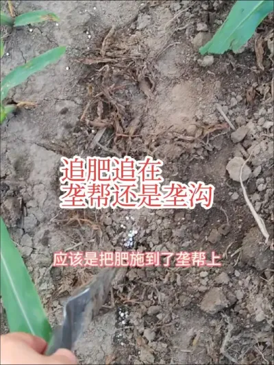 #玉米追肥#来抖音学农技#2025年新农人计划 玉米追肥要追在垄沟还是垄帮，和大家详细说一下。