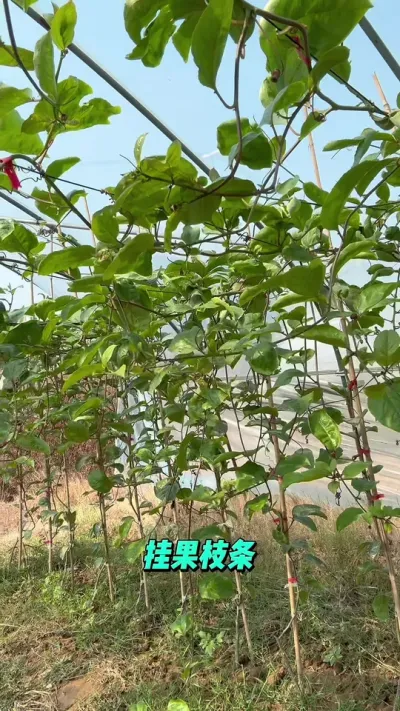 百香果的二级蔓梳理操作#种植技术 #果园管理 #种百香果 #黄金百香果 #种百香果教程