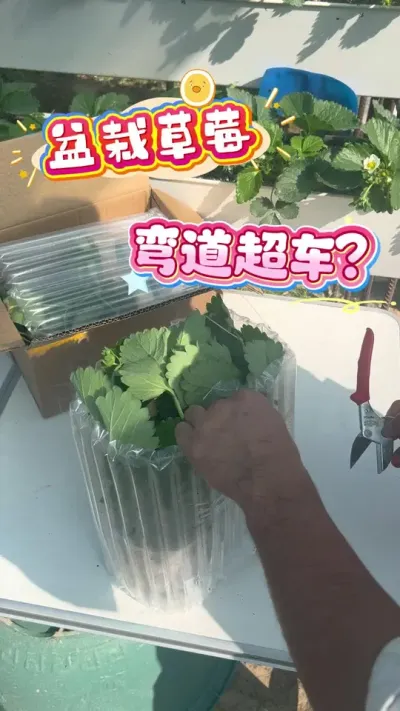 听说盆栽草莓你想要弯道超车，半个月时间吃上草莓？#盆栽草莓 #种草莓 #家庭园艺 #楼顶果园#内容启发搜索