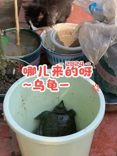 真是开了眼了！🙃我就这么吸引小动物吗？以前是小猫小狗，现在连乌龟都送上门了😅#阳台种菜 #日常vlog #田园小萌宠 #生活处处有惊喜 #万物有灵