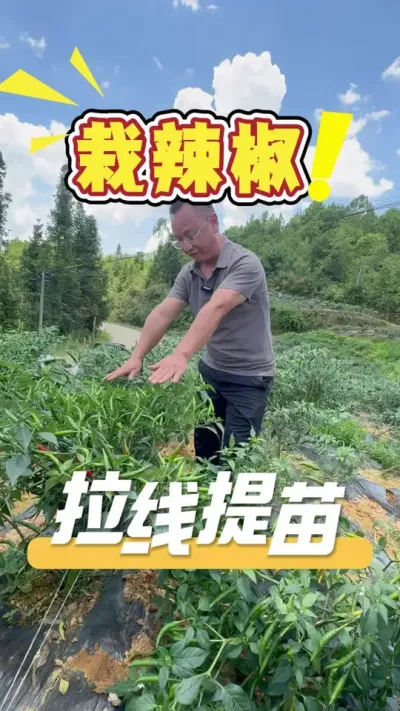 不管栽辣椒还是其他作物，正确管理，多卖几波果才能稳稳的赚钱。#辣椒#辣椒种植#农业技术推广#农业种植
