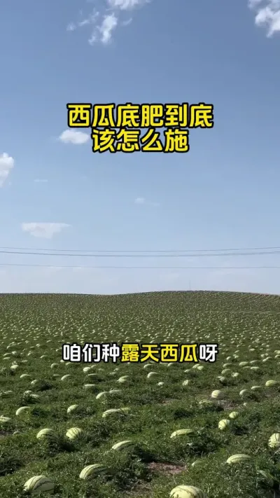#西瓜管理 #西瓜施肥#西瓜种植技术#西瓜种植#西瓜高产
