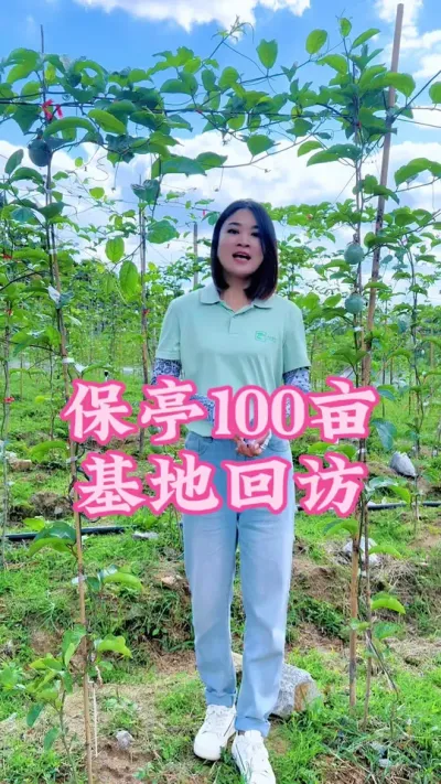 保亭100亩百香果基地从黄化到现在全园转绿了！#乡村守护人 #支持三农扶持三农发展 #新农人计划2024 #抖音助农 #百香果 @抖音小助手 @DOU+小助手