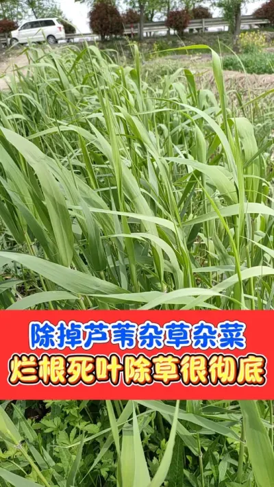 除芦苇杂草烂根组合除草剂 一套搞定各种杂草，不伤害下茬庄稼#除草剂 #除草 #除草配方 #农资肥料 #农业种植