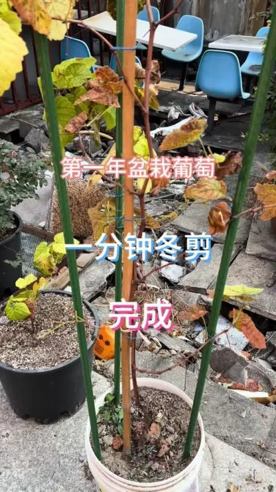 第一年盆栽寒香蜜冬剪。剪映现在识别添加字幕要VIP了，据说这个博主已经混到买不起VIP了，所以这个视频没有字幕。#楼顶果园 #葡萄 #园艺生活