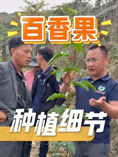 百香果的种植细节，你知道多少？#百香果 #种植小技巧 #种植技术 #农业种植 #农资肥料