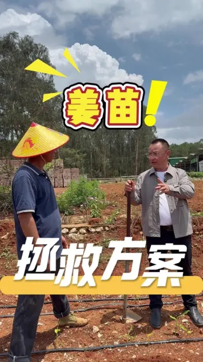 姜苗出问题，不妨试试&ldquo;360&rdquo;方案，一套方案改善土壤环境，实现苗的修复，重新让苗强壮，让植株重塑旺盛生命力。#生姜#农业技术推广#农业种植