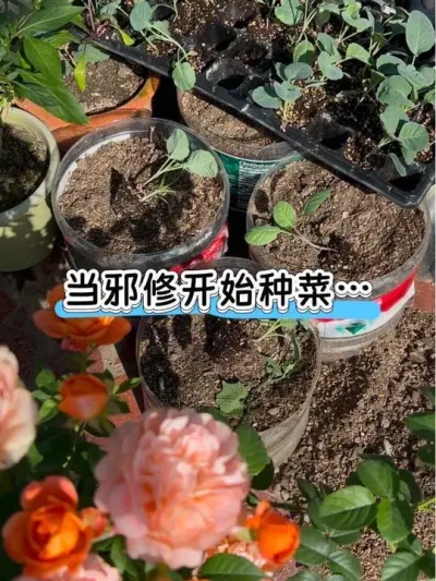 这谁还买盆买土啊！钱省下来不好吗？ 不要的矿泉水桶变花盆，以及田园土的省钱版配土方法，掌握后都不用买营养土啦！#阳台种菜 #配土方法 #田园土 #变废为宝 #花木盛营养基
