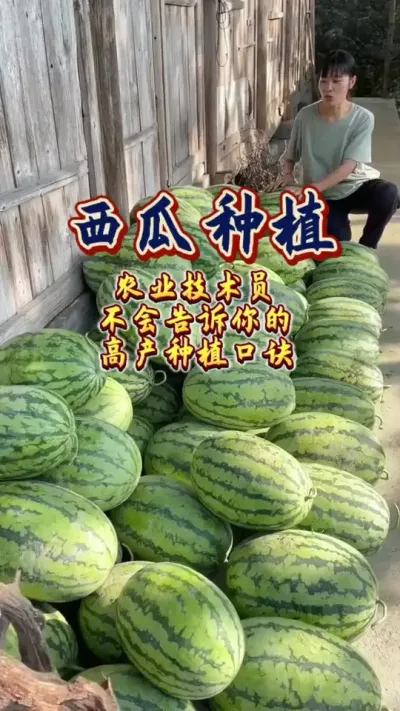 #西瓜种植 #增产增收才是硬道理