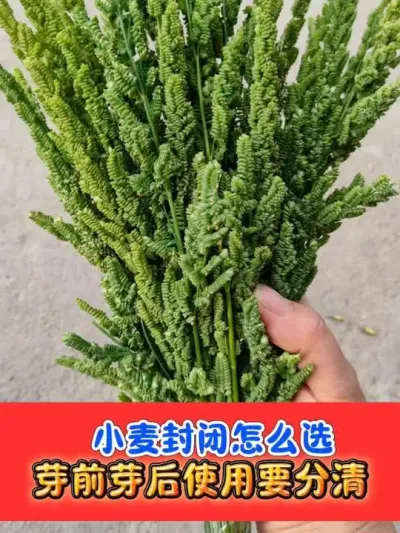 正确合理选择小麦封闭除草剂 #小麦种植 #小麦封闭除草剂 #小麦