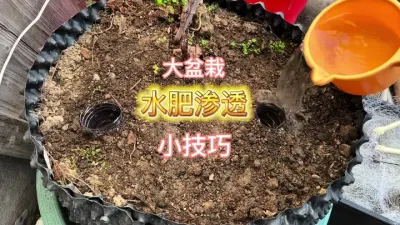 大盆栽水肥渗透小技巧#盆栽果树 #楼顶果园 #记录我的种植生活 #盆栽葡萄