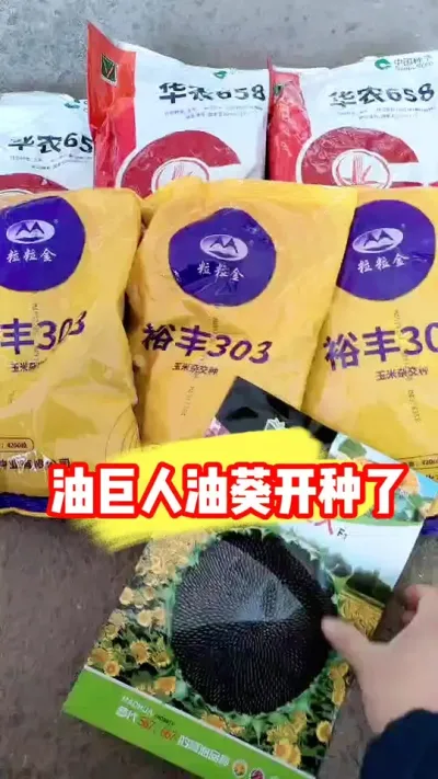 油巨人油葵开始种了，两斤就炸一斤油 #油葵 #油葵子 #农资肥料 #三农流量扶持计划 #农业种植