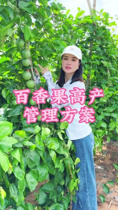 百香果想要高产，水肥方案管理很重要！#乡村守护人 #我的乡村生活 #三农 #百香果 #新农人计划 @抖音小助手 @DOU+小助手