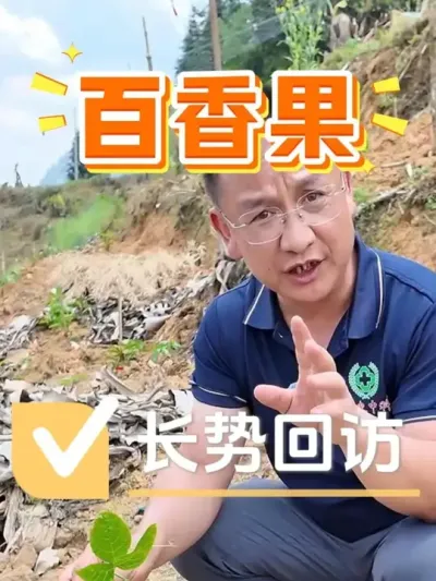 什么方案能让百香果&ldquo;秒挂&rdquo;主干果？#种植技术 #农业技术推广 #三农 #百香果 #种植小技巧