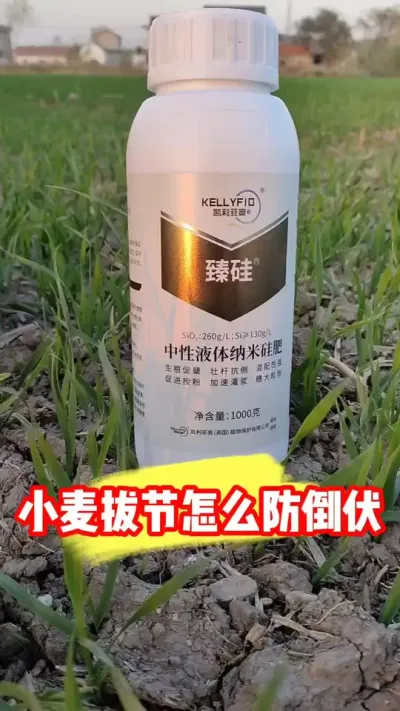 小麦拔节后如何控旺防倒伏 #臻硅 #小麦种植 #小麦种植管理技术 #农资肥料 #吴平农资
