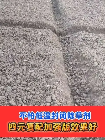 小麦专用芽前封闭天花板#小麦种植 #小麦管理 #小麦封闭除草剂