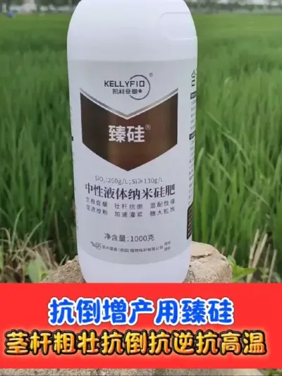 水稻抗倒增产必备臻硅 一瓶二十亩，臻硅厂价直销#臻硅 #水稻抗倒 #水稻种植 #农资肥料 #农业种植