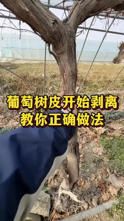 葡萄树皮开始剥离，教你正确做法#三农 #果树种植 #支持三农