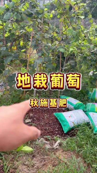 地栽葡萄秋施基肥#葡萄#秋肥 #种植小技巧 #家庭种植 #我的农村生活