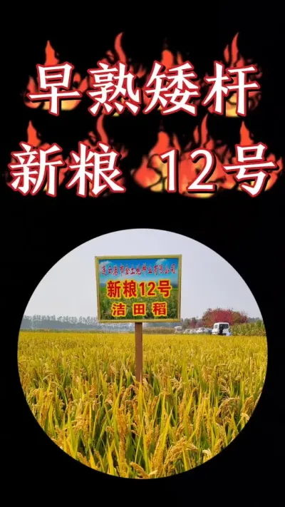 早熟矮杆新粮12号，抗倒先锋，直播洁田粳稻#农资肥料 #三农种植 #水稻种植 #水稻种植 #水稻