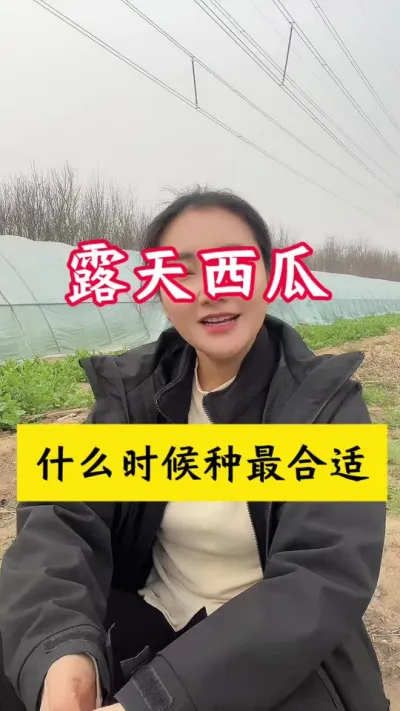 #西瓜种植 #西瓜种植技术 #露天西瓜#种西瓜 #西瓜管理