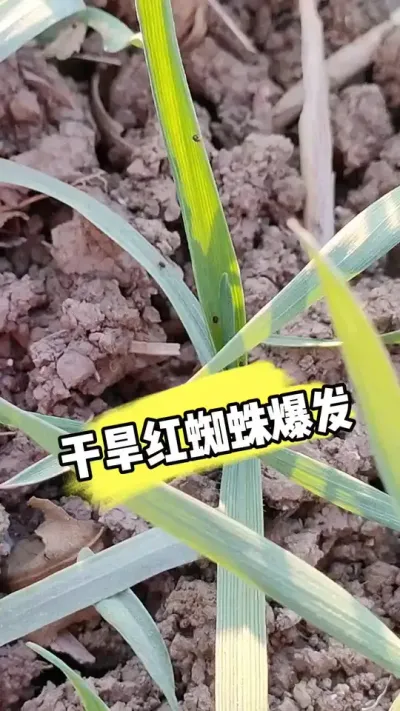 小麦田红蜘蛛爆发 #小麦种植 #小麦管理 #小麦病虫害防治 #农资肥料 #三农种植