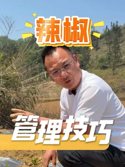 辣椒不想补苗补到手软，注意这些管理技巧！#种植技术 #农资肥料 #百香果 #辣椒种植 #农业种植