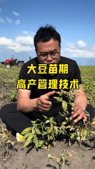 大豆苗期高产管理技术 除草剂药害怎么办？苗期如何管理能让大豆高产？#农业种植技术 #抖音助农扶农 #知识分享
