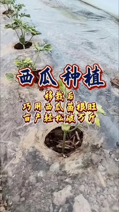 #西瓜种植 #增产增收才是硬道理 #病虫害防治