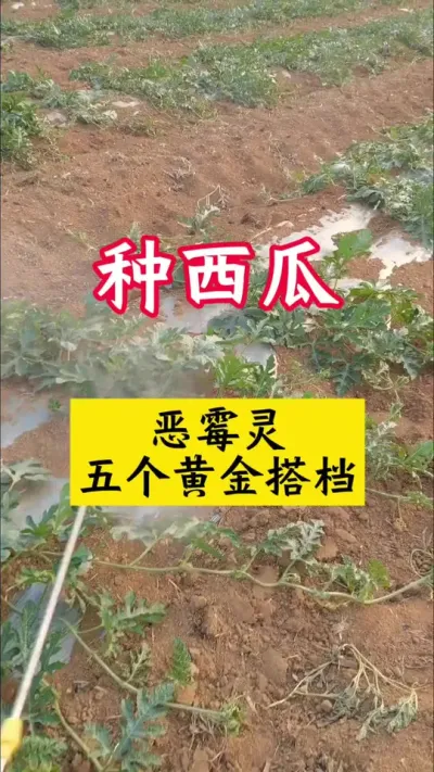 #种西瓜#西瓜种植#西瓜种植技术#大棚西瓜#西瓜管理