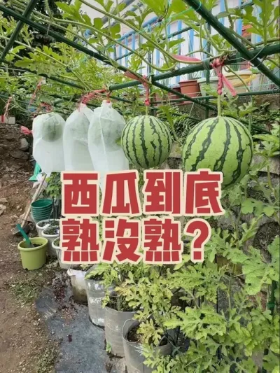 怎么判断西瓜到底熟没熟？摘两个西瓜看看，会不会翻车？#盆栽西瓜#开西瓜