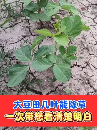 大豆田几叶开始除草 打准时间开始除草喽#大豆种植 #大豆除草 #大豆除草剂 #大豆增产 #农资肥料
