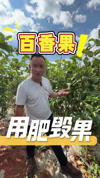 当百香果全部挂果以后，一定要注重合理用肥，用肥不当会导致烧根，从而引发果品产量和品质不好，就没有好收成了。#百香果#百香果用肥管理#农业种植#农业技术推广
