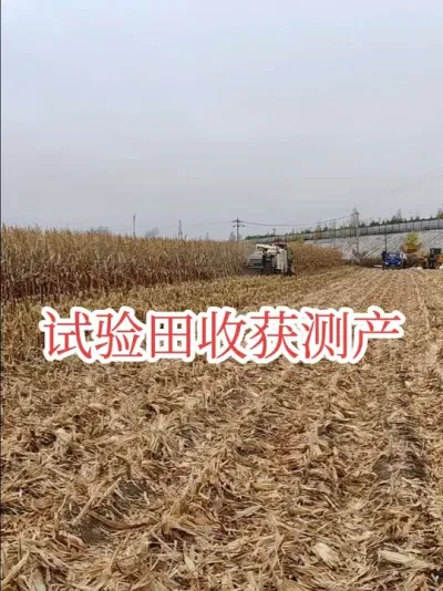 #丰收季 #2025新农人计划 #飞翔的迪卡玉米今年试验田机收测产比例进一步增加，以后会逐步采用机收全田测产，这样的产量数据更准。
