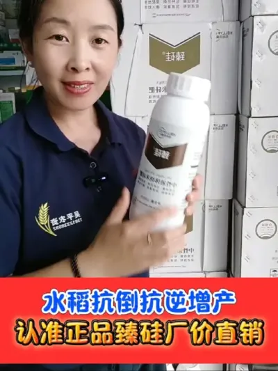 水稻抗倒增产必选臻硅 臻硅厂价直销，一瓶二十亩，好用不贵#水稻种植 #臻硅 #水稻 #农资肥料 #农业种植
