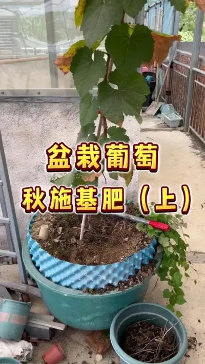 盆栽葡萄秋施基肥（上）#盆栽葡萄#葡萄#家庭种植#楼顶果园#种植小技巧