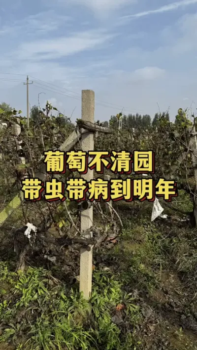 葡萄不清园，带虫带病到明年#葡萄种植