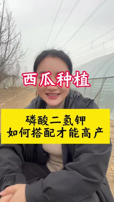 #西瓜种植 #大棚西瓜#西瓜种植技术 #西瓜管理