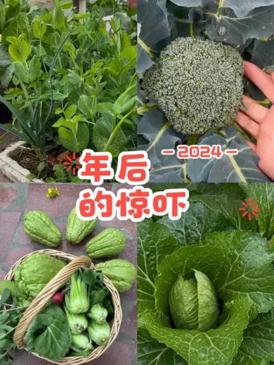 真的是天塌了😰阳台蔬菜们都暴走了，这么多绿色蔬菜🥬到时候吃完我会不会变成绿巨人啊😂#阳台种菜 #日常vlog #露台花园 #种植小技巧 #纯天然绿色蔬菜