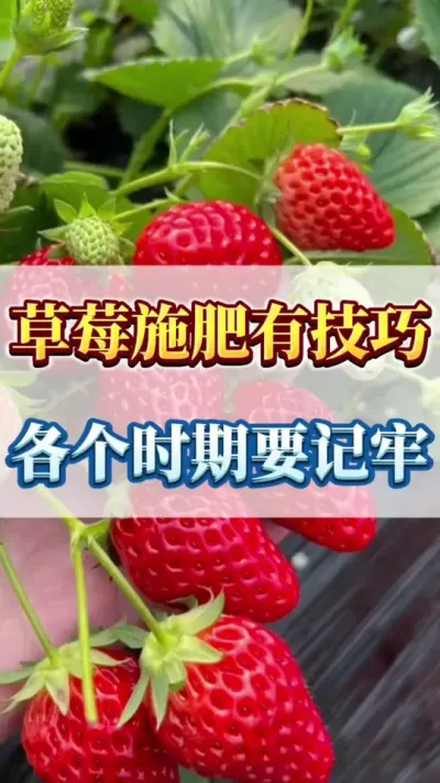 草莓施肥有技巧，各个时期要记牢#草莓种植 #三农 #优质农产品