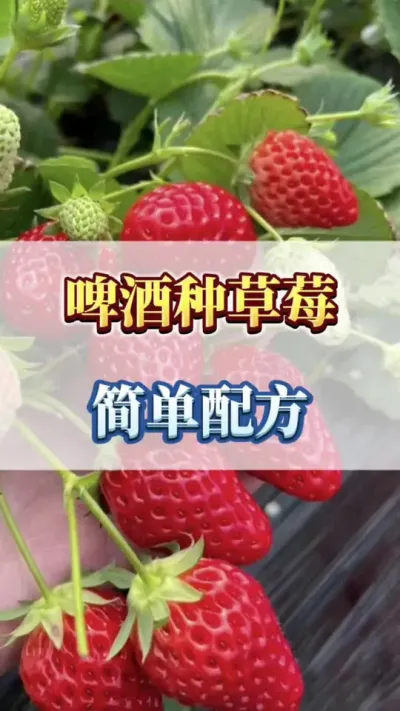 啤酒种草莓，简单配方#草莓种植 #优质农产品 #三农