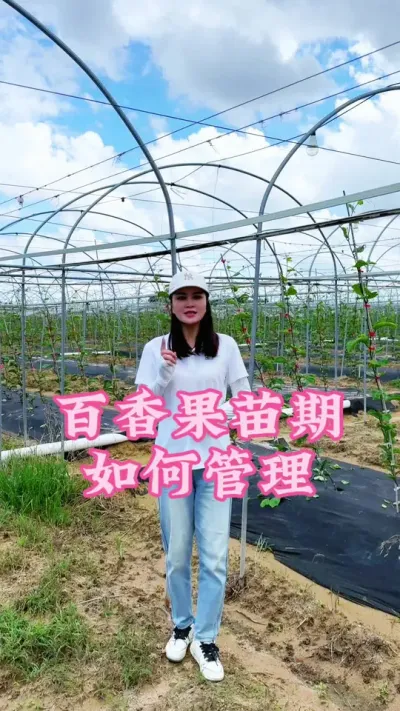 百香果苗期种植下地，我们该如何管理，一个视频告诉你！#乡村守护人 #我的乡村生活 #三农#助农 #百香果@抖音小助手 @DOU+小助手