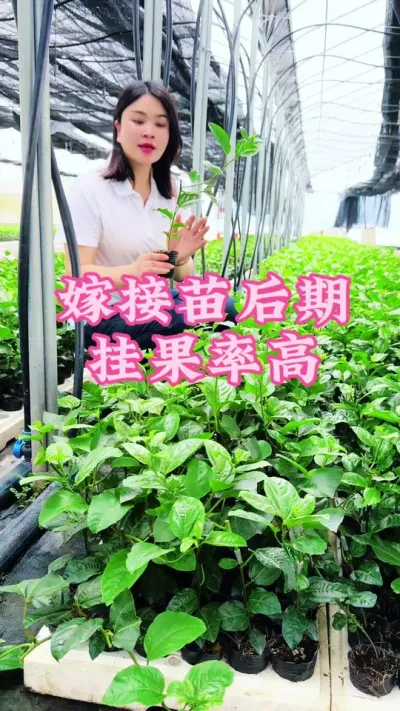 嫁接苗有主根，后期挂果率很高！#乡村守护人 #服务三农支持三农 #抖音助农 #新农人计划 #百香果 @抖音小助手 @DOU+小助手