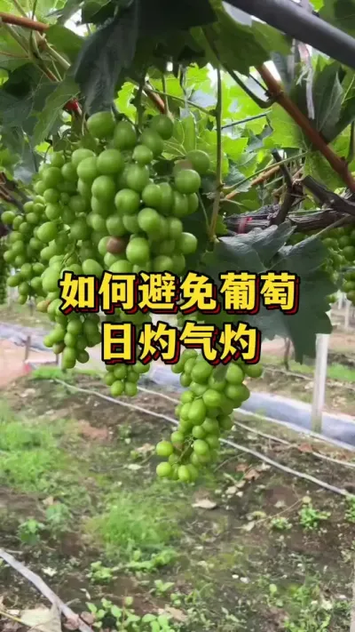 如何避免葡萄，日灼气灼#葡萄种植