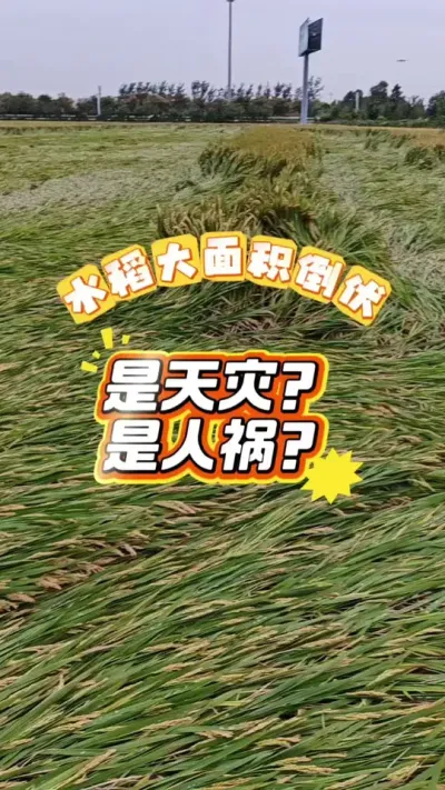 #水稻倒伏 #倒伏