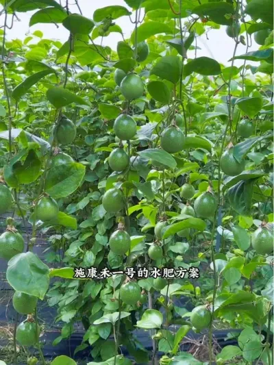 好苗出好果！#农村生活 #新农人计划 #我的农村生活 #种苗 #百香果