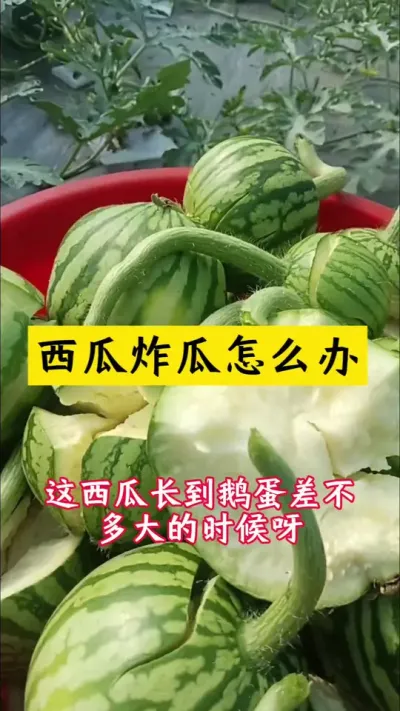 #西瓜种植#种西瓜#西瓜种植技术#大棚西瓜#西瓜炸瓜