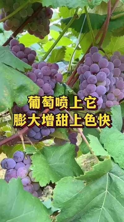 葡萄喷上它，膨大增甜上色快#优质农产品 #三农 #葡萄种植