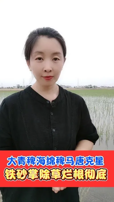 稻田难打稗草就用铁砂掌 不用回水打死大青稗，海绵稗，千金子，马唐牛筋草#铁砂掌除草剂 #除草剂 #除草 #水稻除草剂 #农资肥料